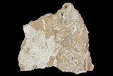 Ordovician Bryozoan (Chasmatopora) Plate - Estonia #73490-1